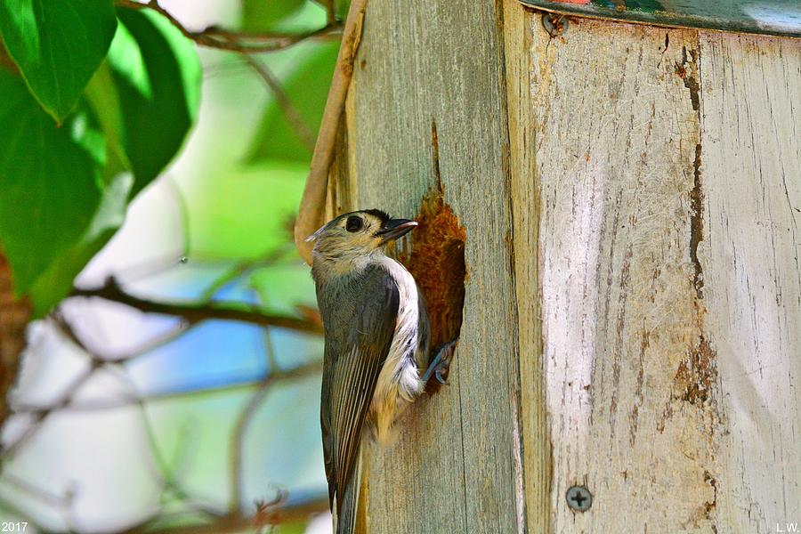 Titmouse Home Photograph by Lisa Wooten