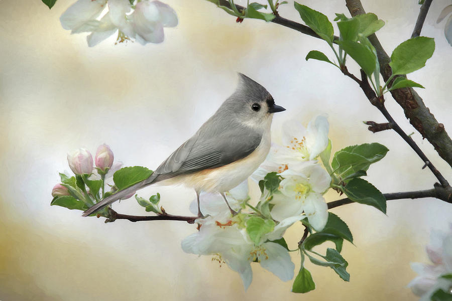 Titmouse in Blossoms 1 Mixed Media by Lori Deiter
