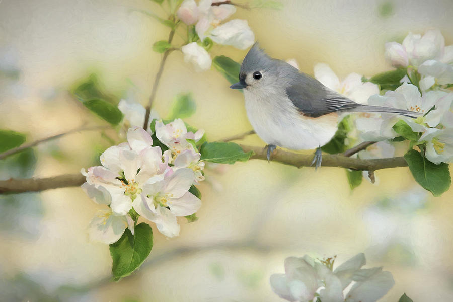 Titmouse in Blossoms 2 Mixed Media by Lori Deiter