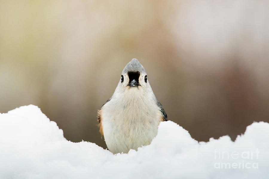 Tufted Titmouse in Snow by Katie Joya Tufted Titmouse in Snow by Katie Joya