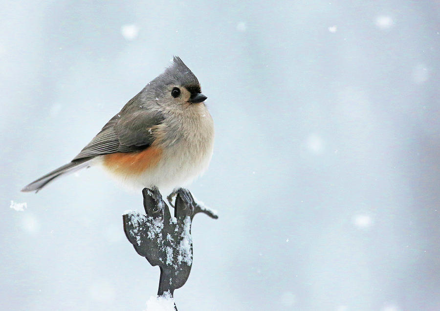 Titmouse in the Snow Photograph by Gina Fitzhugh