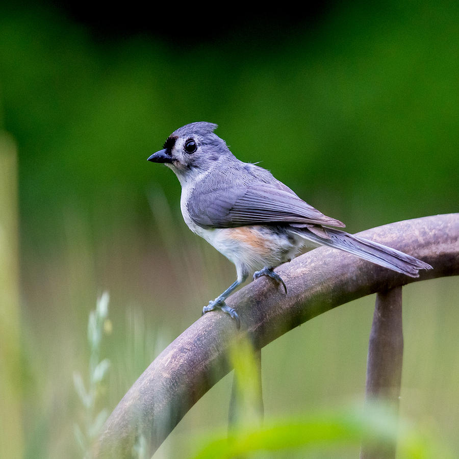 Titmouse Resting On The Back Of A Chair Photograph