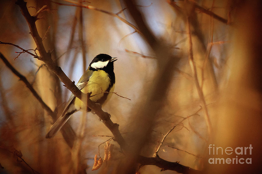 Titmouse Song in The Forest Photograph by Dimitar Hristov