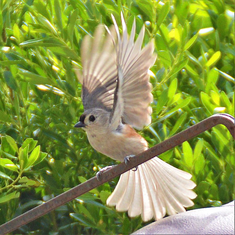 Titmouse Takeoff Photograph by Kathy Kelly