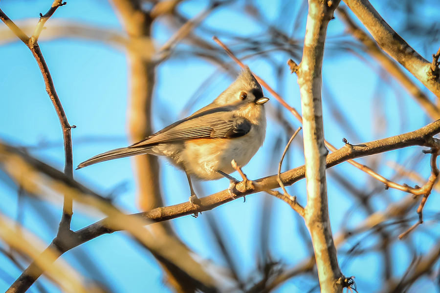 Titmouse tiny tweety bird On A Branch Photograph by Alex Grichenko