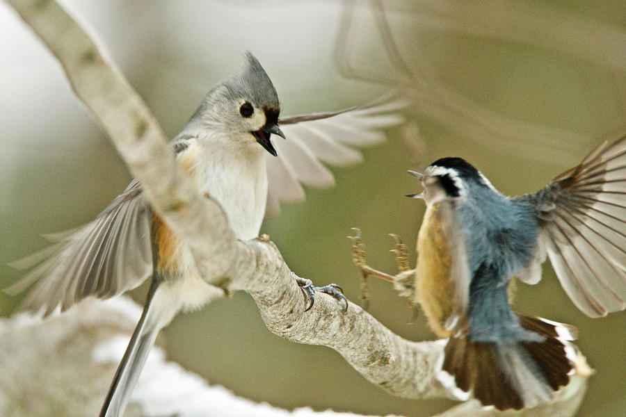 Nature Photograph - Titmouse vs Red-breasted Nuthatch 1689 by Michael Peychich