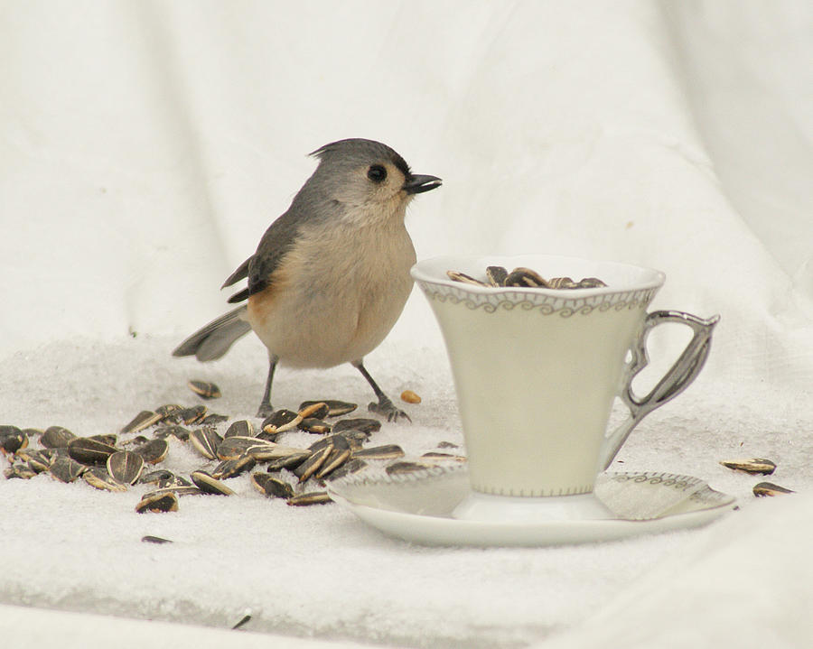 Titmouse with a Cup of Seeds Photograph by Margie Avellino