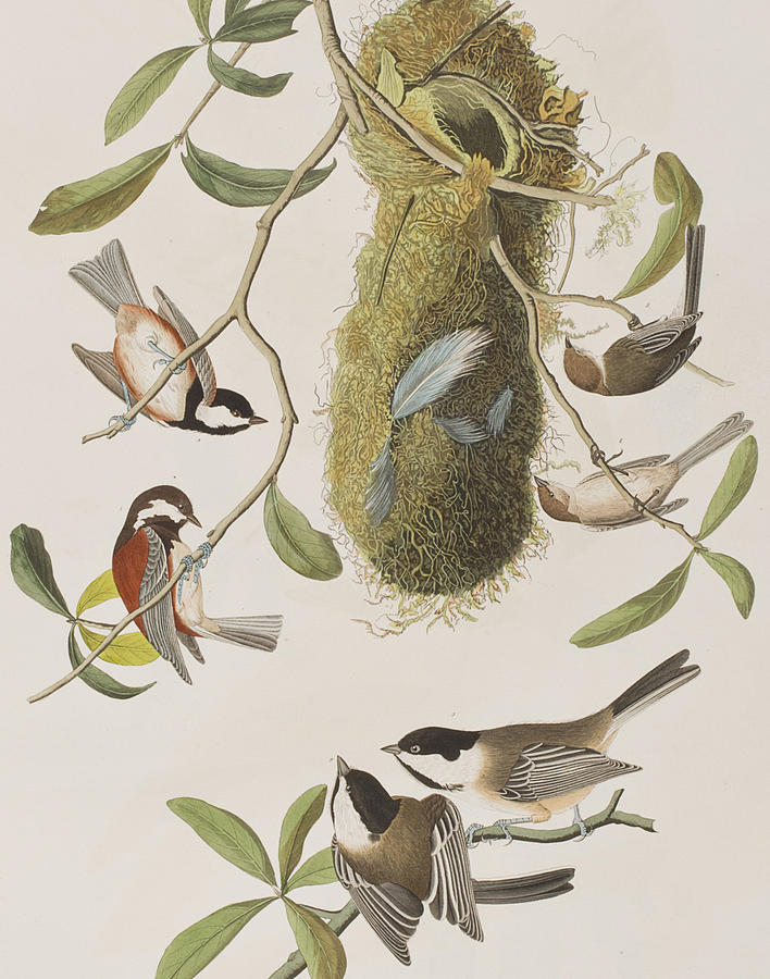 John James Audubon Painting - Titmouses by John James Audubon