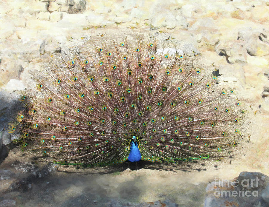 Tito the Peacock Dances Digital Art by Donna L Munro