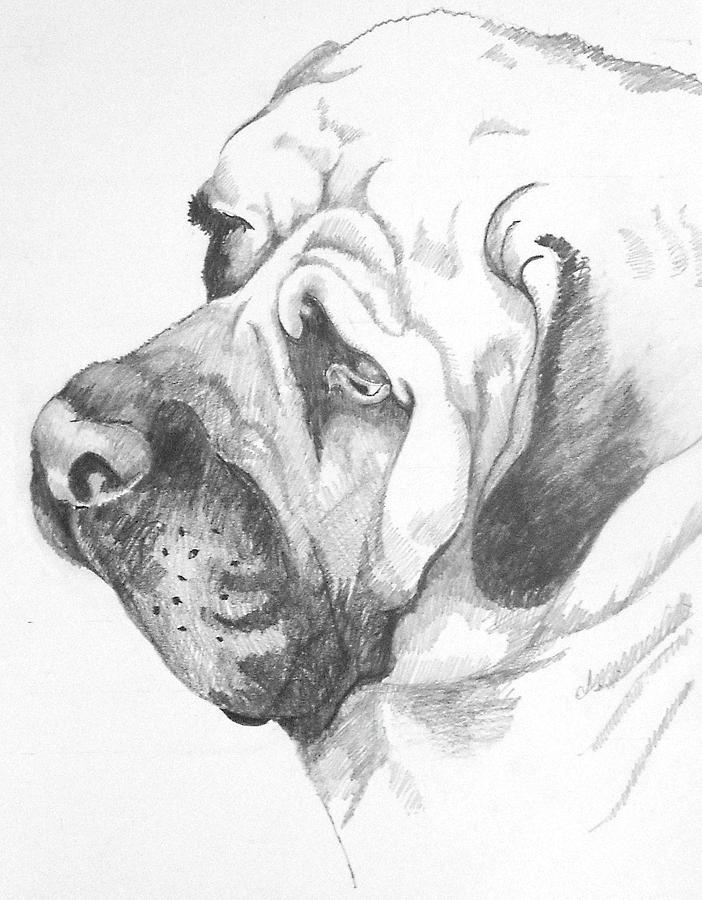 Tito Drawing by Wayne Hughes