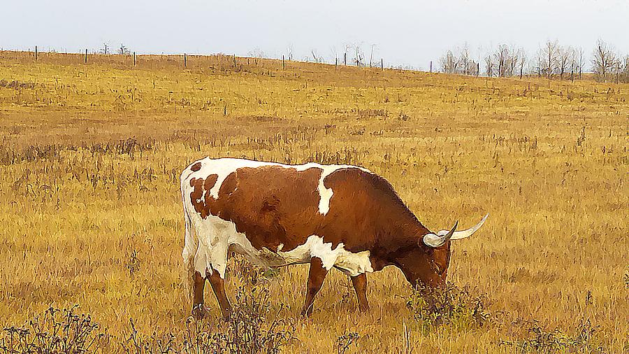 TL Grazing Photograph by Kathleen Voort - Fine Art America