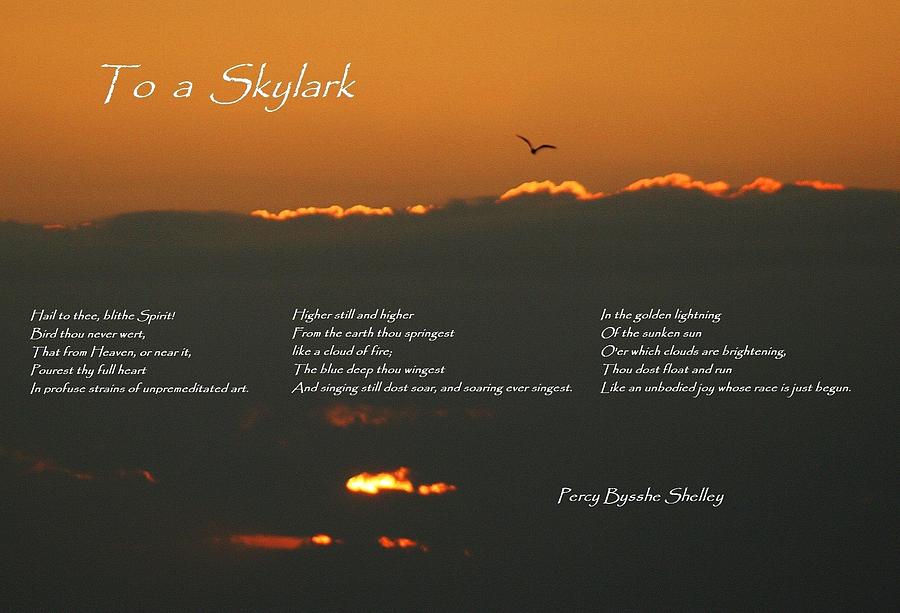 To a Skylark Photograph by Nigel Radcliffe