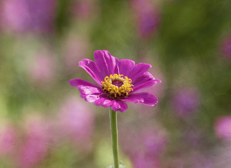 Flower Photograph - To Be by Kim Hojnacki