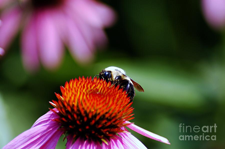 Flowers Still Life Photograph - To Bee or Not To Bee by Clayton Bruster