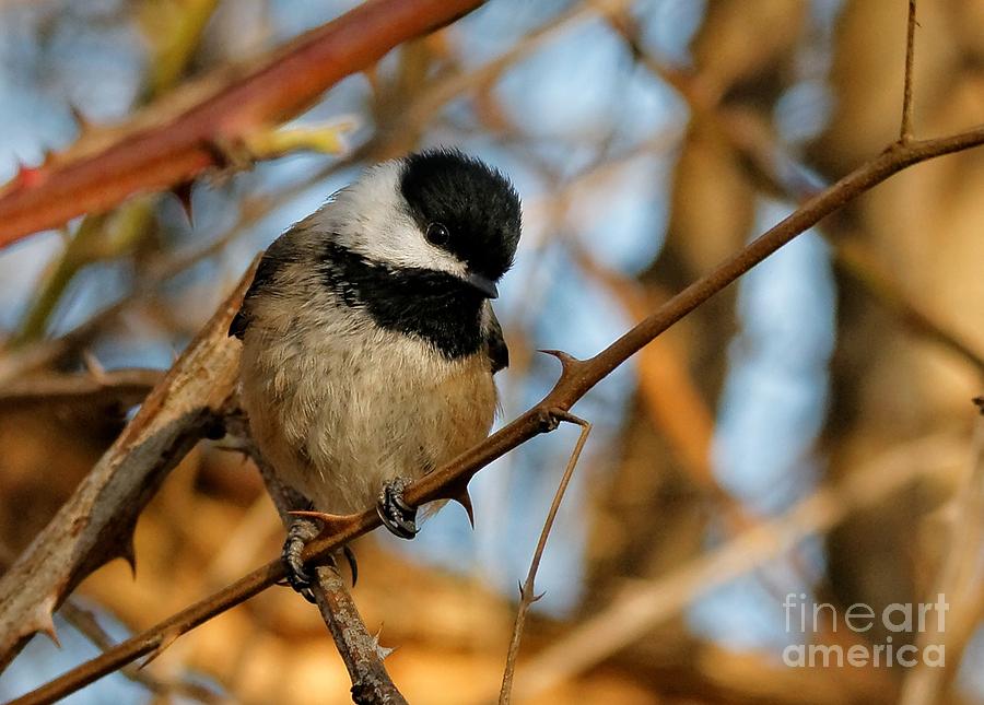 Black-capped Chickadee Photograph - To Eat Or Not To Eat That Is The Question by Hui Sim Black-capped Chickadee Photograph - To Eat Or Not To Eat That Is The Question by Hui Sim