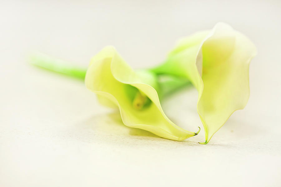 Lily Photograph - To Have And To Hold... by Evelina Kremsdorf