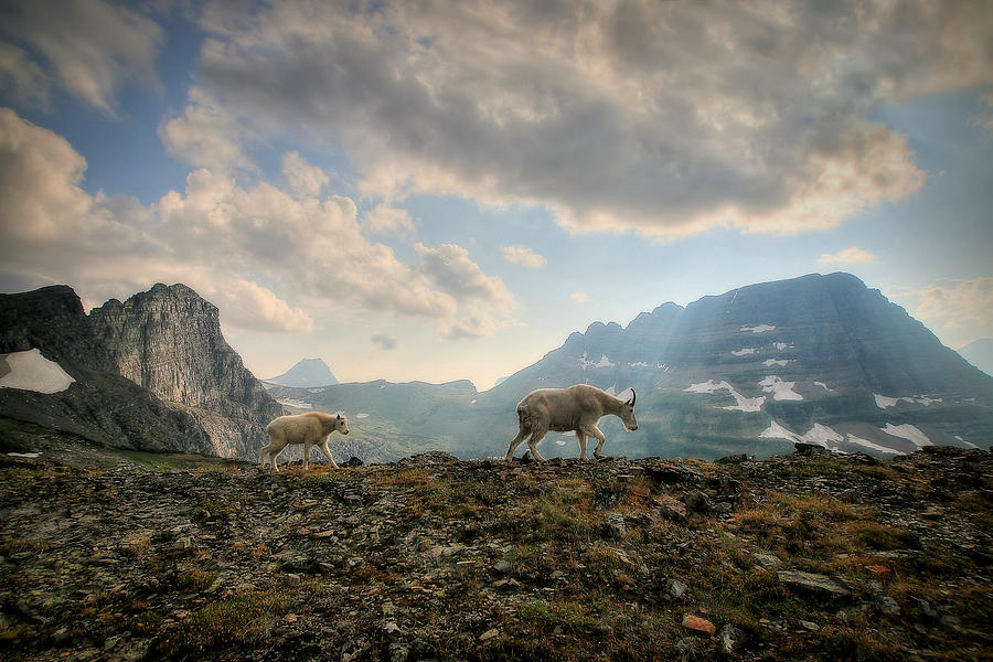 Glacier National Park Photograph - To Lead and Follow by Ryan Smith Glacier National Park Photograph - To Lead and Follow by Ryan Smith