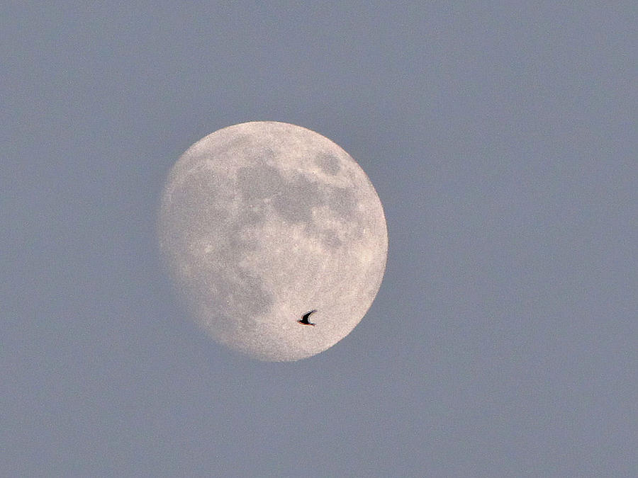 Bird Photograph - To the moon and back by Deb Ingram