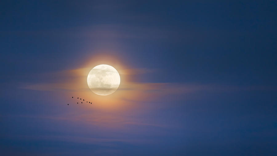 To the Moon Photograph by Bill Wakeley