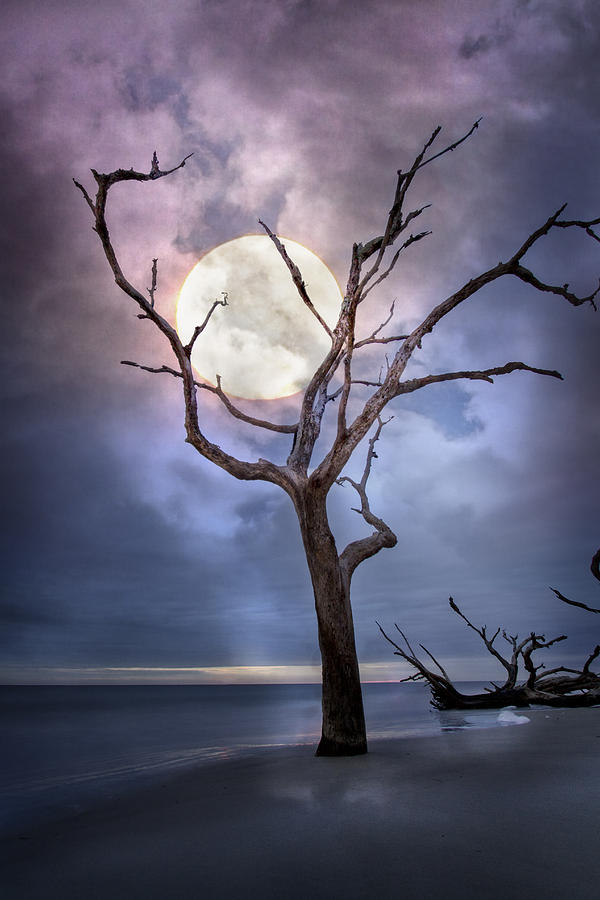 Beach Photograph - To The Moon by Debra and Dave Vanderlaan