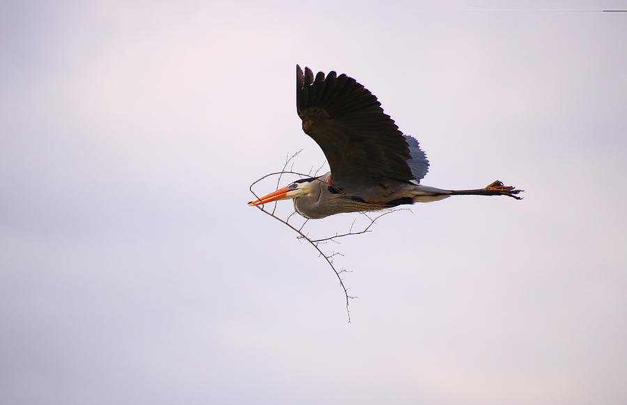 Heron Photograph - To The Nest by Tony Umana Heron Photograph - To The Nest by Tony Umana