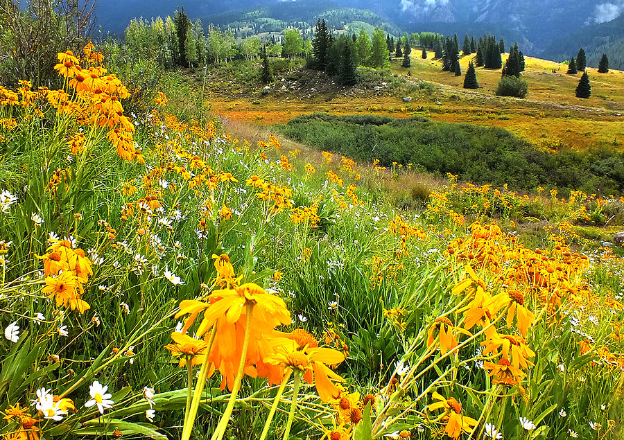 To The Radiant Fields We Go Photograph by Michael DeBlanc - Fine Art ...