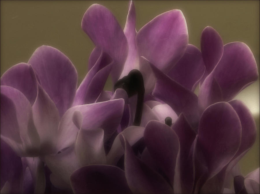 Flower Photograph - to_34 Silky Purple by Drasko Regul