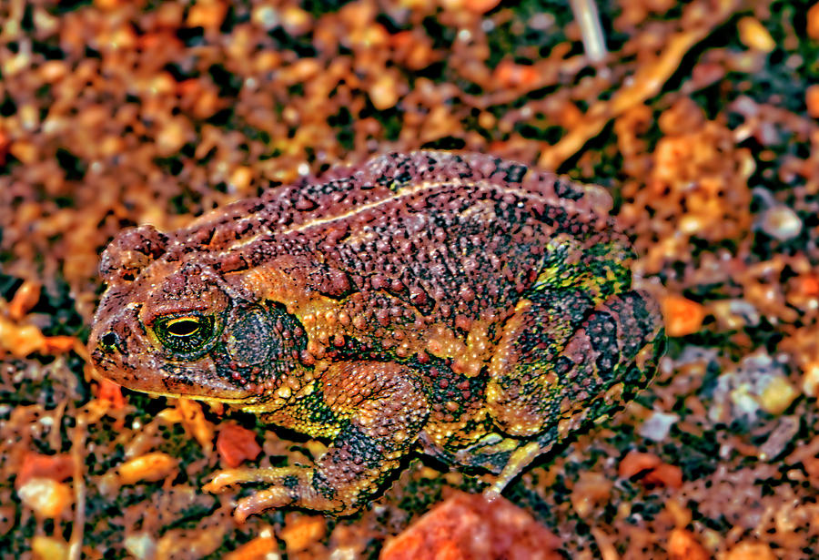 Toad 011 Photograph by George Bostian