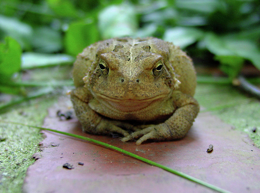 Toad at Rest Photograph by Pat Kenyon - Fine Art America