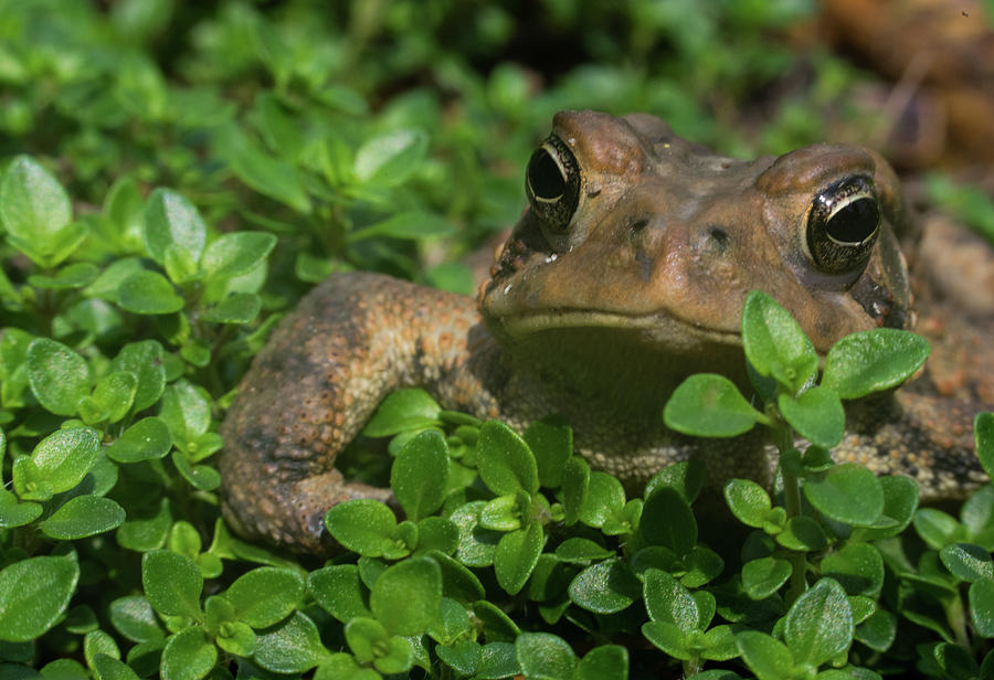 Toad Creepming through Foliage Photograph by Douglas Barnett