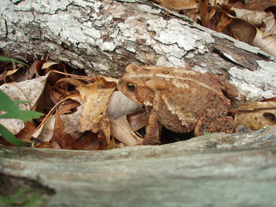 Toad Discovery Photograph by Allen Nice-Webb