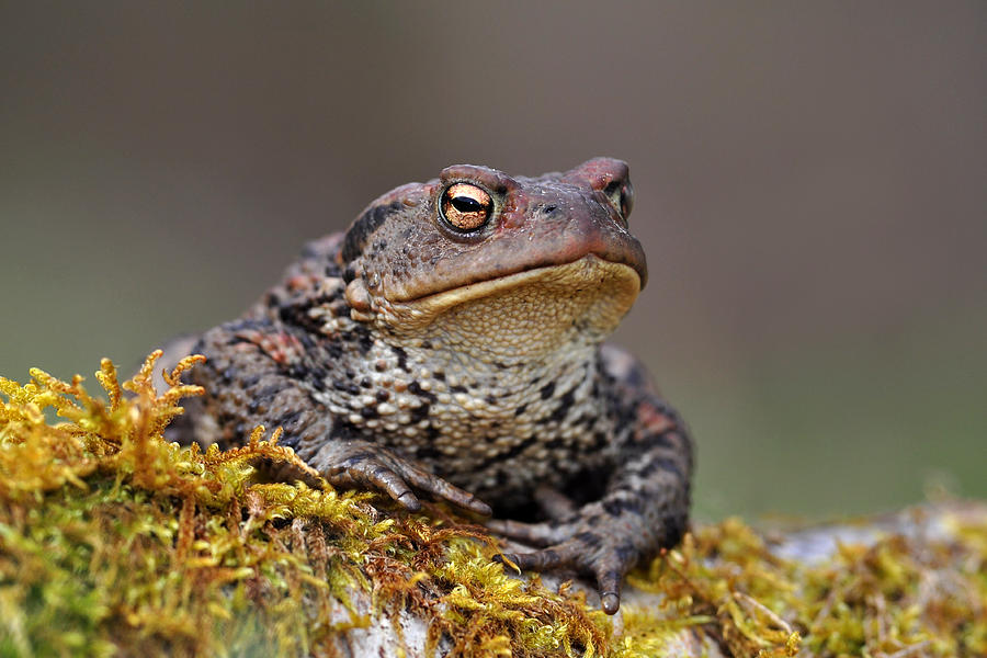Toad Photograph by Gavin Macrae