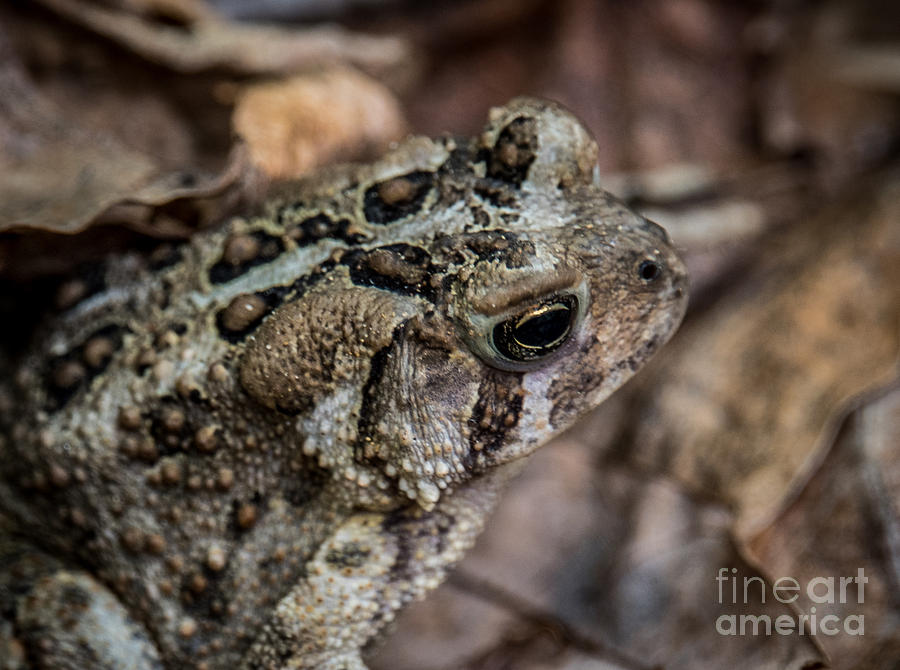 Toad Head Photograph by Grace Grogan