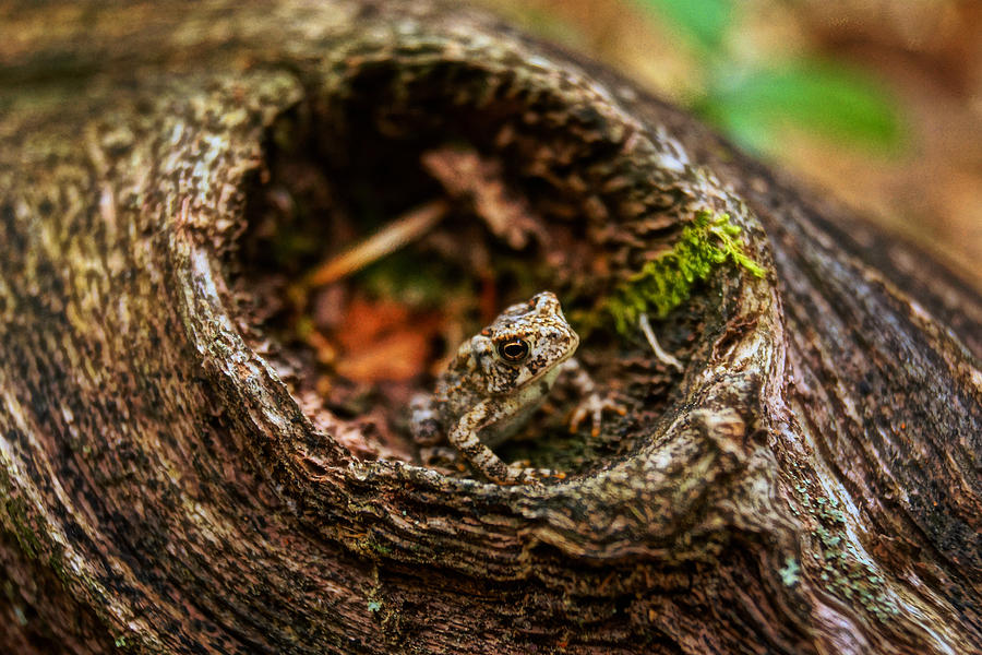 Toad Hollow Photograph by Garrett Sheehan