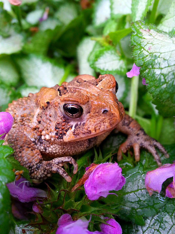 Toad In Flowers Photograph by Brook Burling