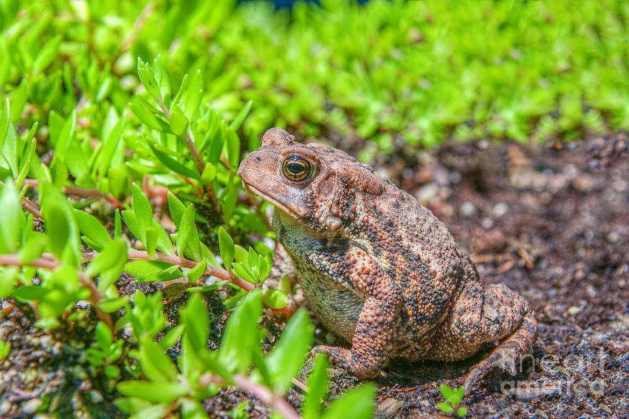 Toad in the Grass Photograph by Randy Steele