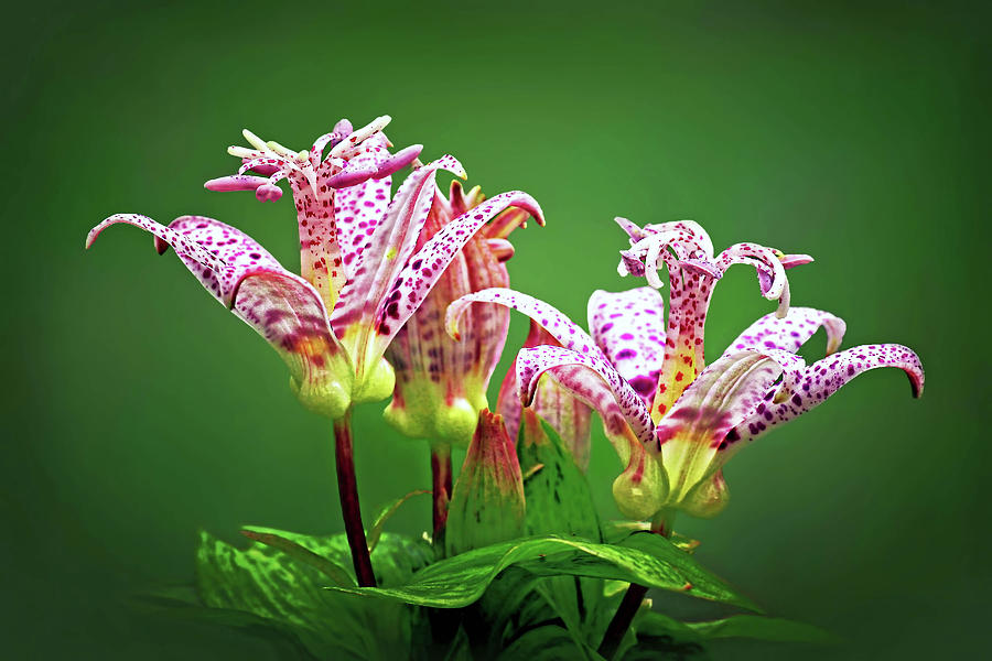 Toad Lilies Photograph by Carolyn Derstine