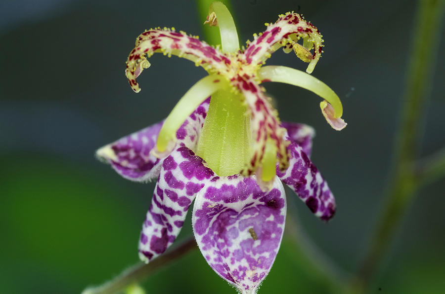 Toad Lily 5 Photograph