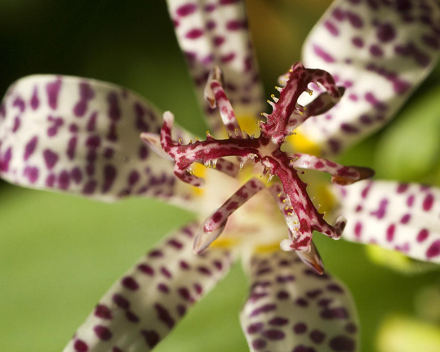 Lily Photograph - Toad Lily by Alan Raasch
