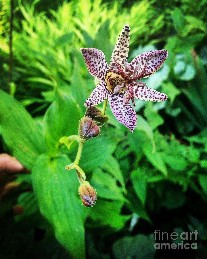 Toad Lily Photograph by Angela Rath