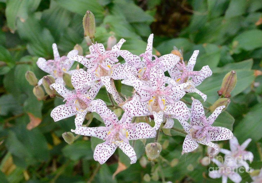 Toad Lily Blossoms Tom Wurl Photograph by Tom Wurl
