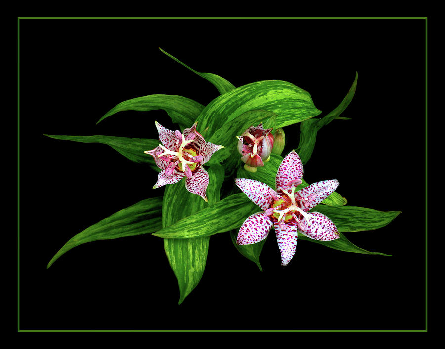 Toad Lily Photograph by Carolyn Derstine