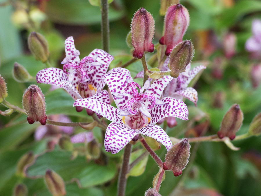Toad Lily Photograph by Leslie Montgomery