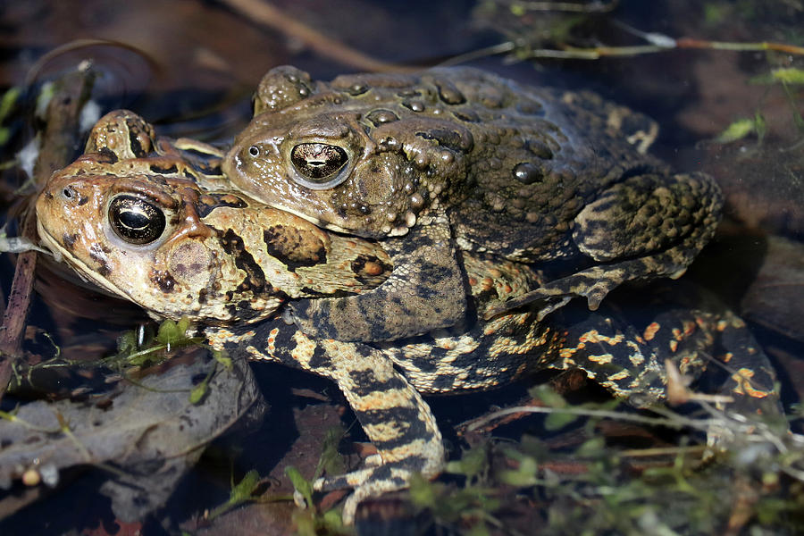 Toad love Photograph by Doris Potter Fine Art America