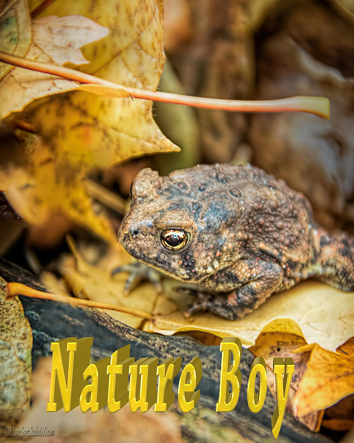 Nature Photograph - Toad Nature Boy by LeeAnn McLaneGoetz McLaneGoetzStudioLLCcom