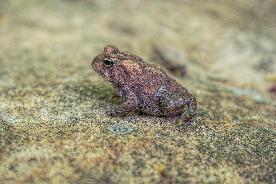 Toad on Rock Photograph by Randy Steele