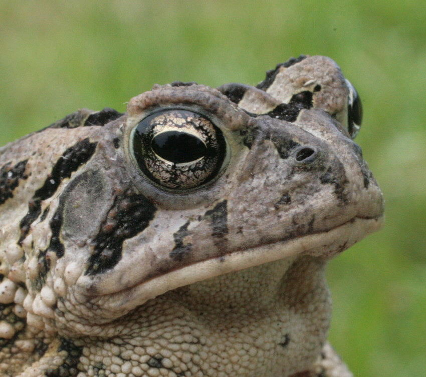 Toad Portrait 2 Photograph by Matt Cormons | Fine Art America