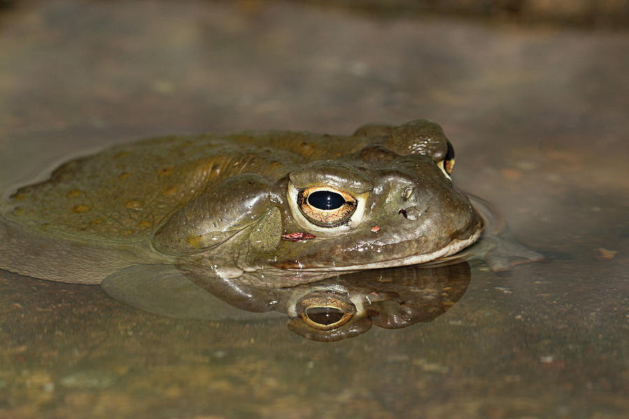 Toad Reflection 1524 Photograph by Teresa Wilson