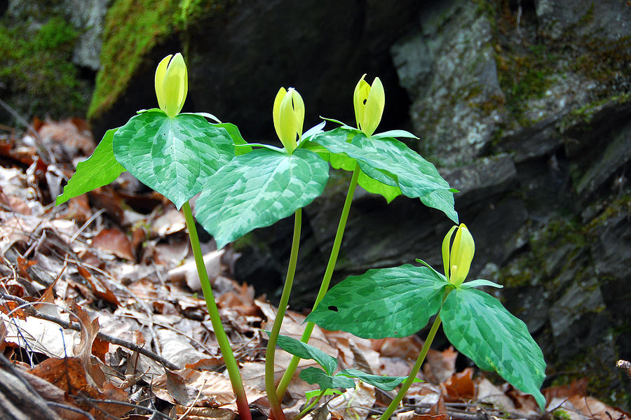 Toad Shade Trillium Photograph by Alan Lenk