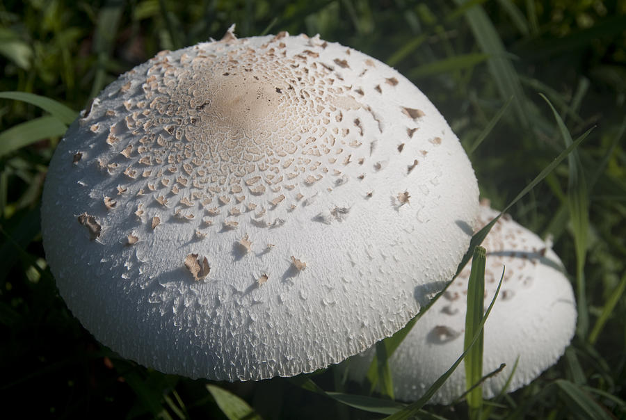Toad Stool Photograph by Steven Natanson